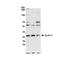 Cyclin-C antibody, NBP1-18878, Novus Biologicals, Western Blot image 