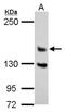 DAZ Interacting Zinc Finger Protein 3 antibody, NBP2-16249, Novus Biologicals, Western Blot image 