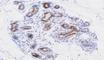 Cell death regulator Aven antibody, NBP1-07098, Novus Biologicals, Immunohistochemistry frozen image 
