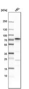 Serum deprivation-response protein antibody, PA5-58736, Invitrogen Antibodies, Western Blot image 