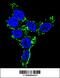 Cytochrome P450 Family 2 Subfamily C Member 19 antibody, 62-417, ProSci, Immunofluorescence image 