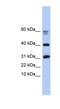 NPIP-like protein 1 antibody, NBP1-56813, Novus Biologicals, Western Blot image 