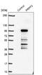 U4/U6 small nuclear ribonucleoprotein Prp3 antibody, NBP1-83219, Novus Biologicals, Western Blot image 
