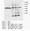 Lipoprotein Lipase antibody, AP23394PU-N, Origene, Western Blot image 