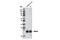 Lin-28 Homolog A antibody, 8641S, Cell Signaling Technology, Western Blot image 