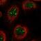 Protein LOC644249 antibody, HPA051288, Atlas Antibodies, Immunofluorescence image 