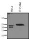 Ras Homolog Family Member A antibody, MA1-123, Invitrogen Antibodies, Immunoprecipitation image 