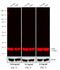 Mouse IgG (H+L) antibody, A-21065, Invitrogen Antibodies, Western Blot image 