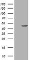 Suppressor of G2 allele of SKP1 homolog antibody, TA810101, Origene, Western Blot image 