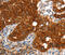 Von Willebrand Factor A Domain Containing 5A antibody, MBS2525379, MyBioSource, Immunohistochemistry frozen image 