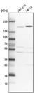 CAP-Gly Domain Containing Linker Protein 1 antibody, HPA026678, Atlas Antibodies, Western Blot image 