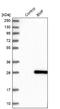 Bcl2 Modifying Factor antibody, NBP1-84660, Novus Biologicals, Western Blot image 