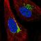 Protein ariadne-1 homolog antibody, HPA073245, Atlas Antibodies, Immunocytochemistry image 