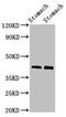 POU domain, class 3, transcription factor 1 antibody, CSB-PA018396LA01HU, Cusabio, Western Blot image 