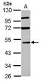 Ras association domain-containing protein 8 antibody, NBP2-20092, Novus Biologicals, Western Blot image 