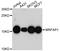 Morf4 Family Associated Protein 1 antibody, PA5-76589, Invitrogen Antibodies, Western Blot image 