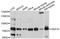 Sorting nexin-18 antibody, STJ112375, St John