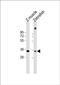 Paired box protein Pax-9 antibody, PA5-72650, Invitrogen Antibodies, Western Blot image 