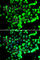 Fas-activated serine/threonine kinase antibody, A7069, ABclonal Technology, Immunofluorescence image 