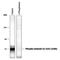 Gap Junction Protein Alpha 1 antibody, PPS046, R&D Systems, Western Blot image 