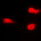 Mitogen-Activated Protein Kinase 9 antibody, LS-C352717, Lifespan Biosciences, Immunofluorescence image 