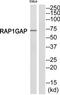 Rap1 GTPase-activating protein 1 antibody, TA313043, Origene, Western Blot image 