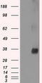 Serine/threonine-protein kinase Nek6 antibody, M03740, Boster Biological Technology, Western Blot image 