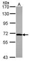 NOP58 Ribonucleoprotein antibody, NBP2-19564, Novus Biologicals, Western Blot image 