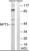Solute Carrier Family 17 Member 2 antibody, PA5-39472, Invitrogen Antibodies, Western Blot image 
