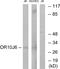Putative olfactory receptor 10J6 antibody, PA5-38161, Invitrogen Antibodies, Western Blot image 