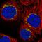 WWC1 antibody, HPA038016, Atlas Antibodies, Immunocytochemistry image 