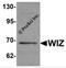 Protein Wiz antibody, 6117, ProSci, Western Blot image 