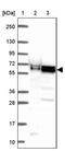 Zinc Finger Protein 207 antibody, PA5-64139, Invitrogen Antibodies, Western Blot image 
