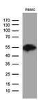 CD14 antibody, TA811539S, Origene, Western Blot image 