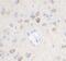 Centrosome-associated protein 350 antibody, FNab10770, FineTest, Immunohistochemistry paraffin image 