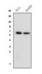 Nuclear factor 1 A-type antibody, M03531, Boster Biological Technology, Western Blot image 