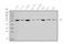 Aldehyde Dehydrogenase 6 Family Member A1 antibody, A08868-1, Boster Biological Technology, Western Blot image 