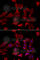 Adenylosuccinate synthetase isozyme 2 antibody, A6516, ABclonal Technology, Immunofluorescence image 