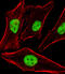 Periphilin 1 antibody, A30527-1, Boster Biological Technology, Immunofluorescence image 