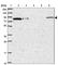 Nuclear Cap Binding Protein Subunit 1 antibody, HPA049031, Atlas Antibodies, Western Blot image 