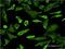 Cyclin Dependent Kinase 16 antibody, H00005127-M02, Novus Biologicals, Immunofluorescence image 
