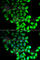 Ribosomal Protein S7 antibody, A6731, ABclonal Technology, Immunofluorescence image 