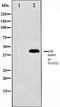 p38 mapk antibody, orb99170, Biorbyt, Western Blot image 