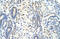 Splicing Factor 1 antibody, ARP41214_T100, Aviva Systems Biology, Immunohistochemistry frozen image 