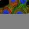 Sodium/hydrogen exchanger 1 antibody, HPA052891, Atlas Antibodies, Immunofluorescence image 