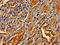 OMA1 Zinc Metallopeptidase antibody, CSB-PA856923LA01HU, Cusabio, Immunohistochemistry frozen image 