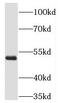 Ring Finger Protein 1 antibody, FNab07308, FineTest, Western Blot image 