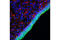 Musashi RNA Binding Protein 1 antibody, 5663P, Cell Signaling Technology, Immunofluorescence image 