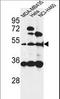 Immunoglobulin Superfamily Containing Leucine Rich Repeat antibody, LS-C165304, Lifespan Biosciences, Western Blot image 