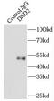 DRD2 antibody, FNab02533, FineTest, Immunoprecipitation image 
